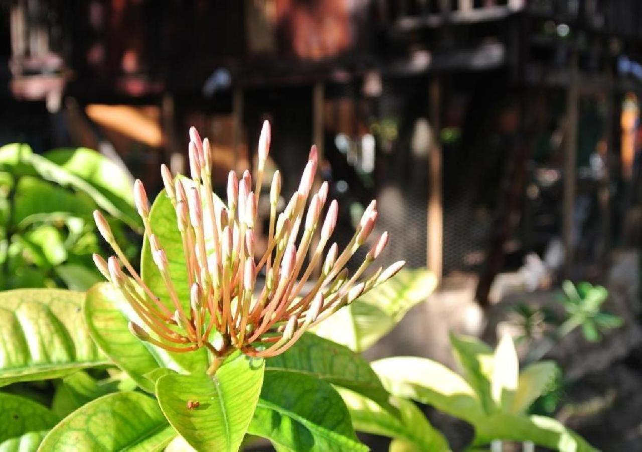 Esduma Iguanas Hotel Playa Del Carmen Ngoại thất bức ảnh